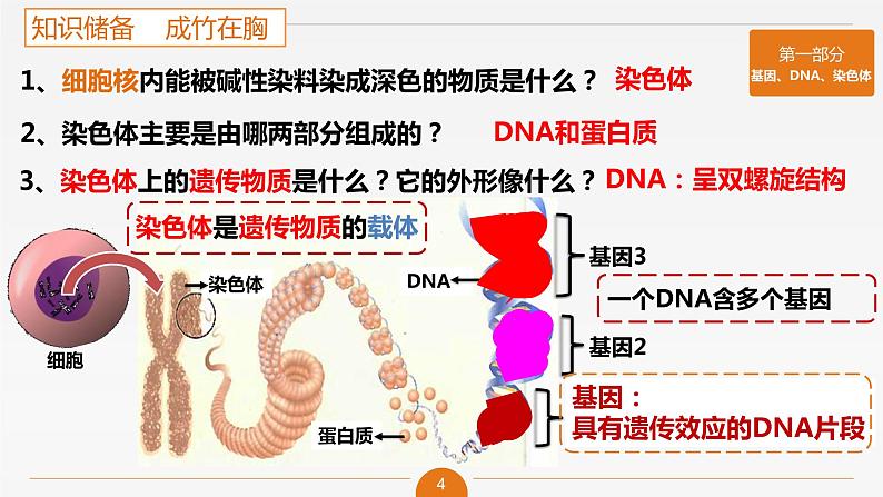 初中 初一 生物 基因在亲子代间的传递 课件第4页