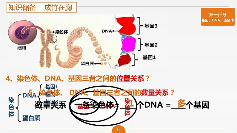 初中 初一 生物 基因在亲子代间的传递 课件第6页