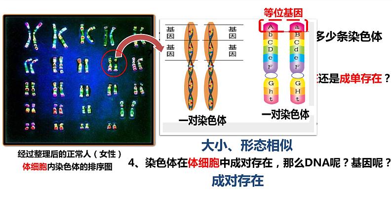 初中 初一 生物 基因在亲子代间的传递 课件第7页