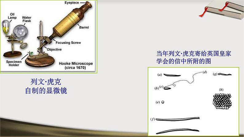 初中生物 人教版 八下 细菌 课件第5页