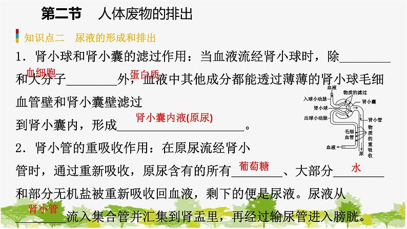苏教版七年级生物下册 第十一章 第二节 第1课时 尿液的形成和排出课件第6页