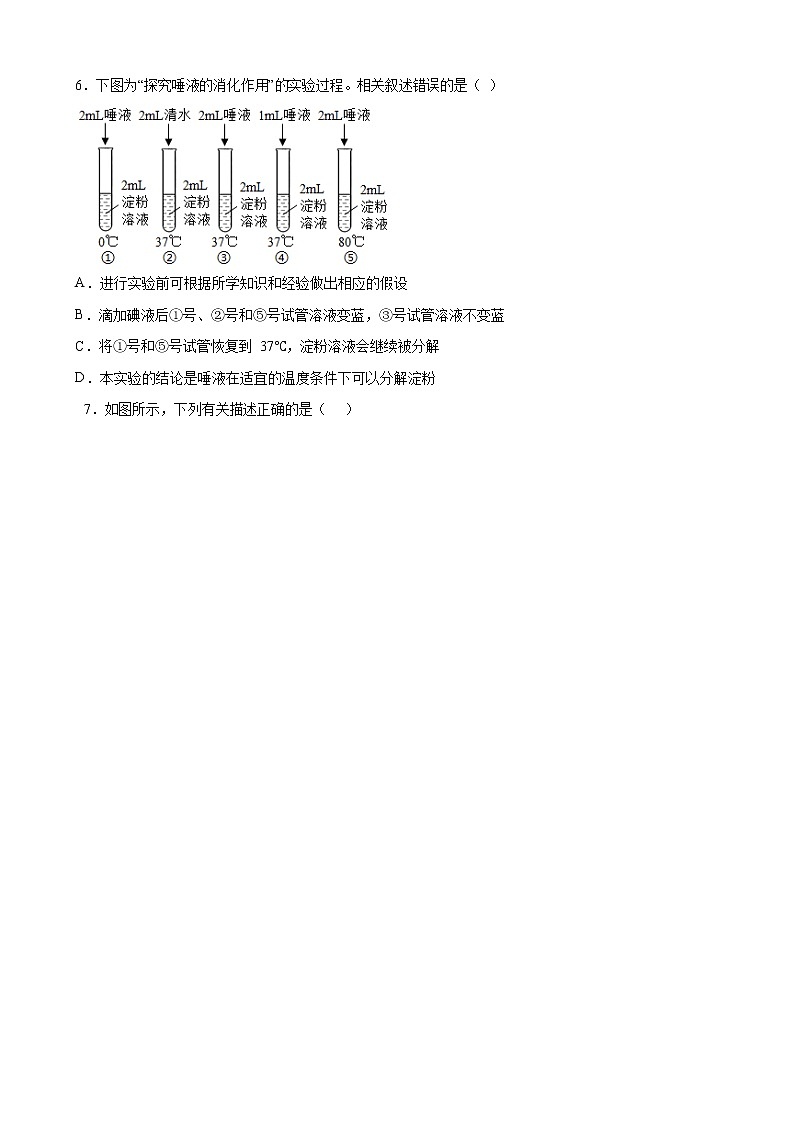 广东省深圳市翠园实验学校2021-2022学年七年级下学期期末考试生物试题(word版含答案)03