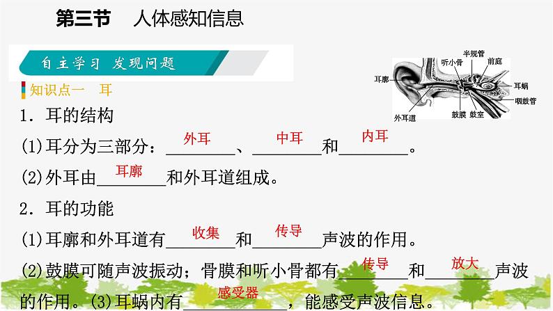 苏教版七年级生物下册 第十二章 第三节 第2课时 耳和听觉课件第5页