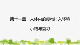 苏教版七年级生物下册 第十一章　人体内的废物排入环境  小结与复习课件