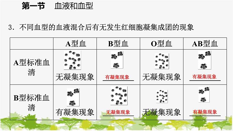 苏教版七年级生物下册 第十章 第一节 第2课时 输血和血型课件第6页
