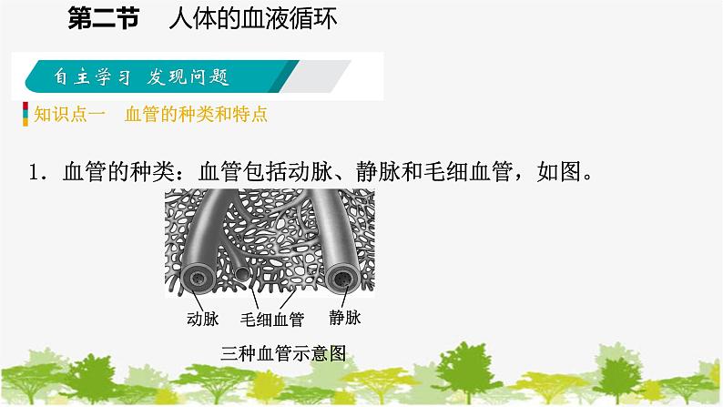 苏教版七年级生物下册 第十章 第二节 第1课时 血管和心脏课件第5页