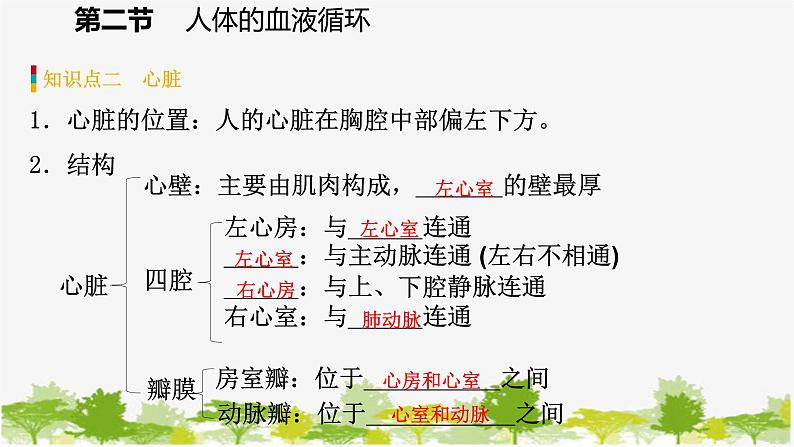苏教版七年级生物下册 第十章 第二节 第1课时 血管和心脏课件第8页