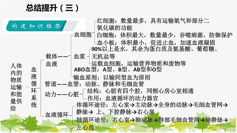 苏教版七年级生物下册 第十章 人体内的物质运输和能量供给 小结与复习课件第3页