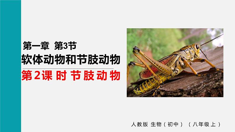 人教版八年级生物上册课件 第五单元 第一章 第三节 第2课时 节肢动物第1页