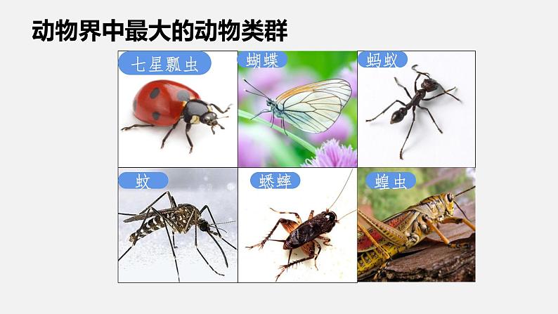 人教版八年级生物上册课件 第五单元 第一章 第三节 第2课时 节肢动物第2页