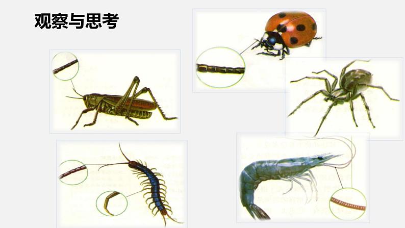 人教版八年级生物上册课件 第五单元 第一章 第三节 第2课时 节肢动物第3页