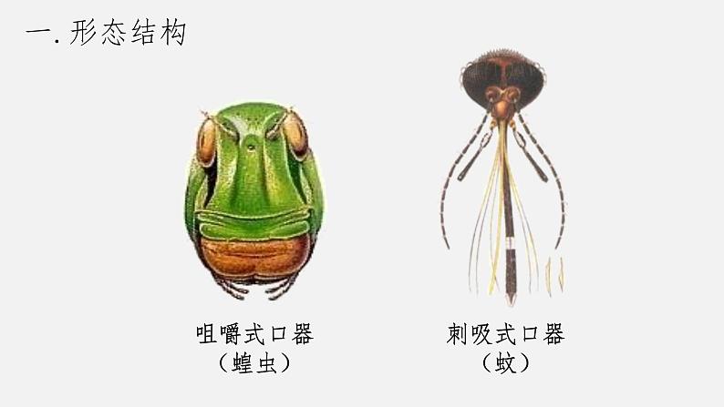 人教版八年级生物上册课件 第五单元 第一章 第三节 第2课时 节肢动物第7页