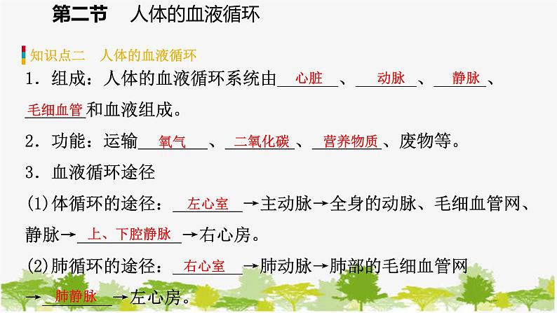 苏教版七年级生物下册 第十章 第二节 第2课时 人体的血液循环课件06
