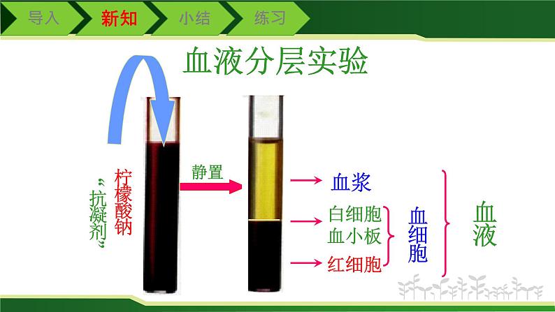 初中 初一 生物 流动的组织——血液课件04