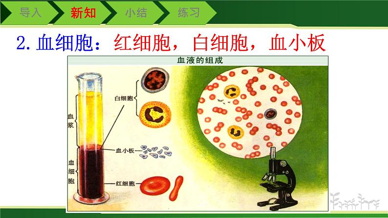 初中 初一 生物 流动的组织——血液课件06