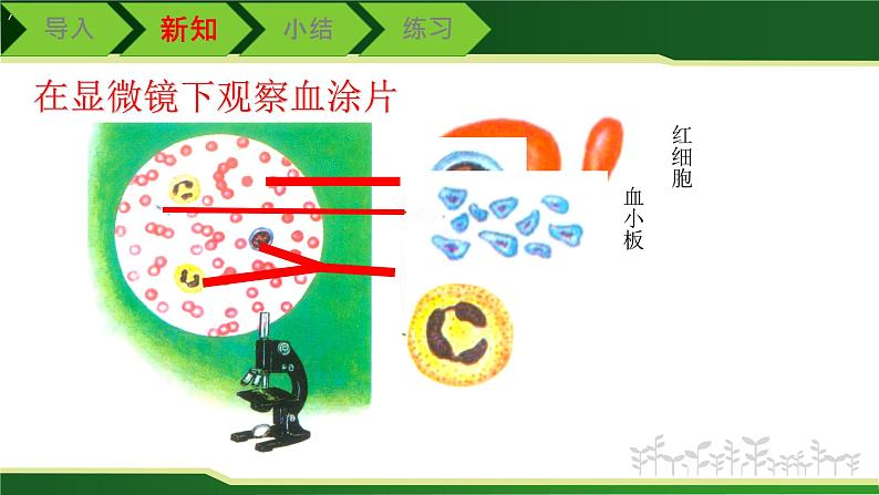 初中 初一 生物 流动的组织——血液课件07