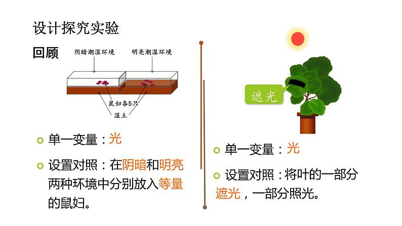 人教版七年级上册《绿色植物是生物圈中有机物的制造者》课件06