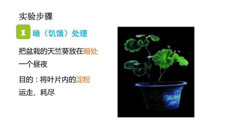 人教版七年级上册《绿色植物是生物圈中有机物的制造者》课件07