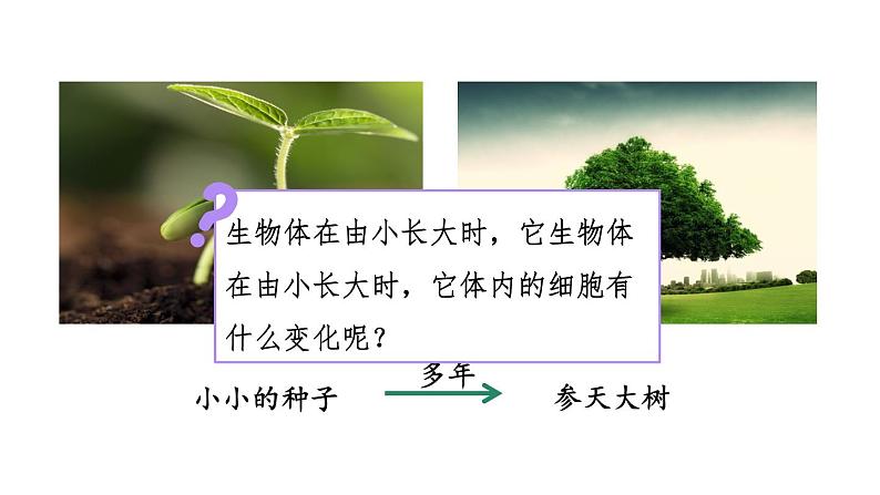 七年级上册课件2.2.1《细胞通过分裂产生新细胞》课件第5页