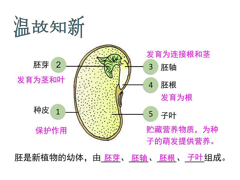 人教版七年级上册3.2.1《种子的萌发》课件第3页