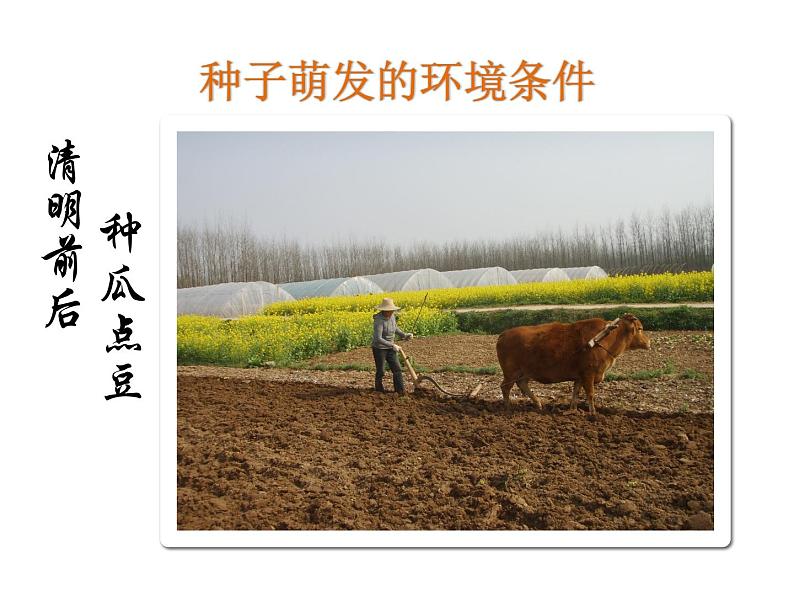 人教版七年级上册3.2.1《种子的萌发》课件第6页