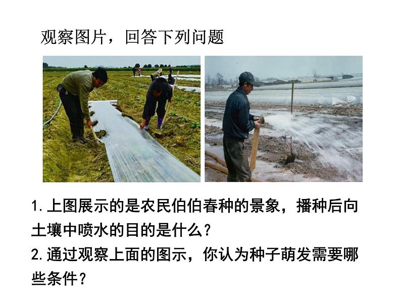 人教版七年级上册3.2.1《种子的萌发》课件第7页