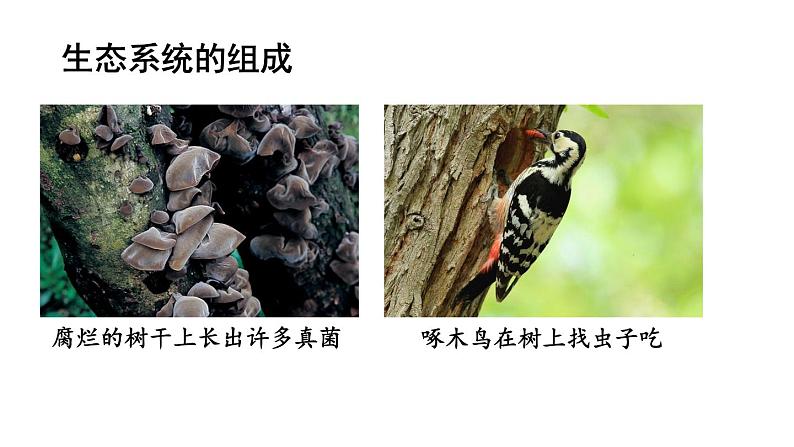1.2.2《生物与环境组成生态系统》课件第5页
