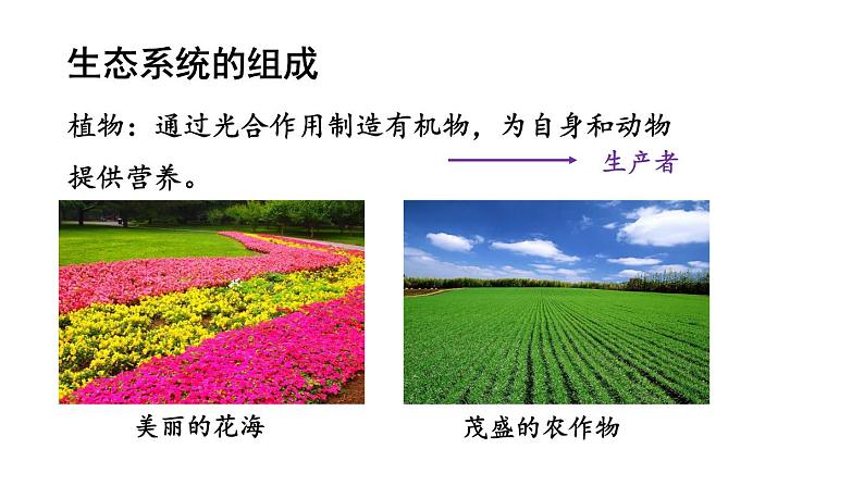 1.2.2《生物与环境组成生态系统》课件第7页