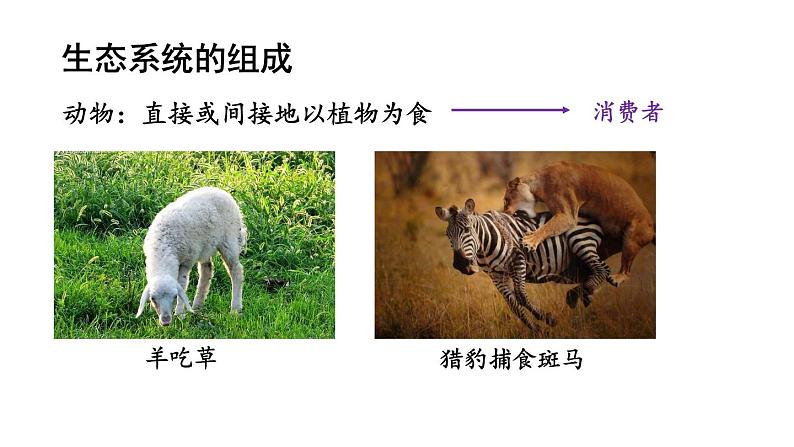 1.2.2《生物与环境组成生态系统》课件第8页