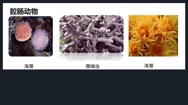 1 腔肠动物和扁形动物 课件(26张PPT)04