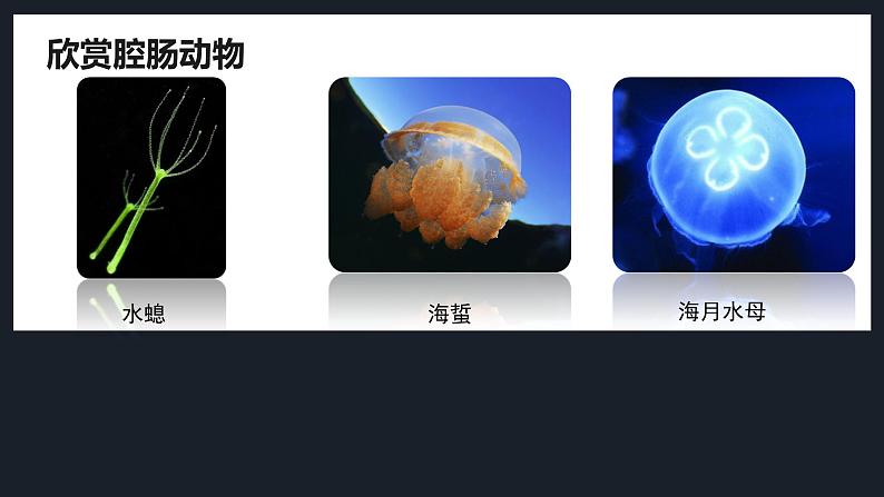 1 腔肠动物和扁形动物 课件(26张PPT)05