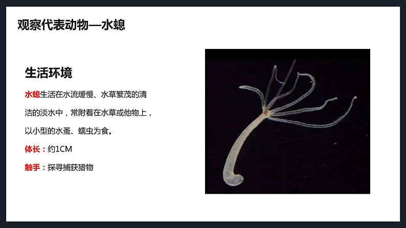1 腔肠动物和扁形动物 课件(26张PPT)06