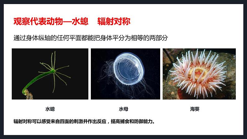 1 腔肠动物和扁形动物 课件(26张PPT)07