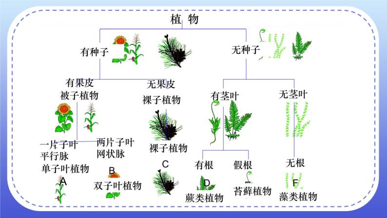 6.1.1《尝试对生物进行分类》课件+教案07