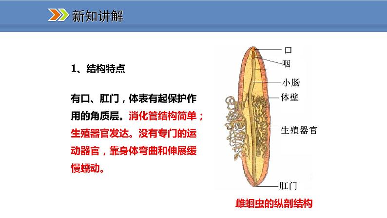 人教版生物八年级上册课件5.1.2 线形动物和环节动物04