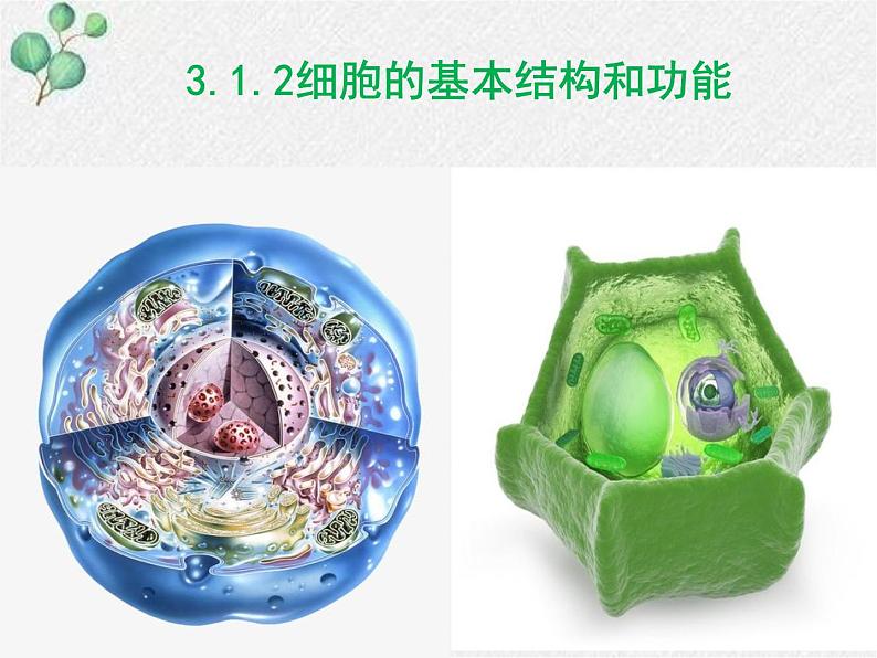 2.3.1+细胞的基本结构和功能(第二课时)课件2022-2023学年北师大版生物七年级上册第1页
