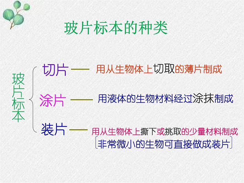 2.3.1+细胞的基本结构和功能(第二课时)课件2022-2023学年北师大版生物七年级上册第2页