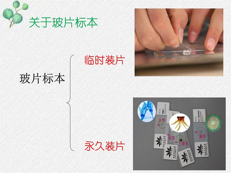 2.3.1+细胞的基本结构和功能(第二课时)课件2022-2023学年北师大版生物七年级上册第3页