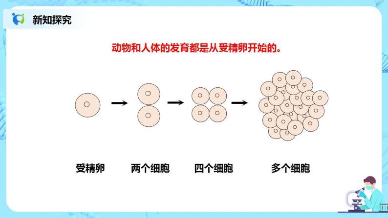 人教新版生物七年级上册《动物体的结构层次》课件+教案+练习04