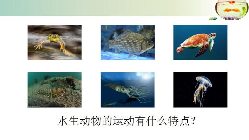 15.1动物运动的方式++课件2022-2023学年北师大版生物八年级上册07