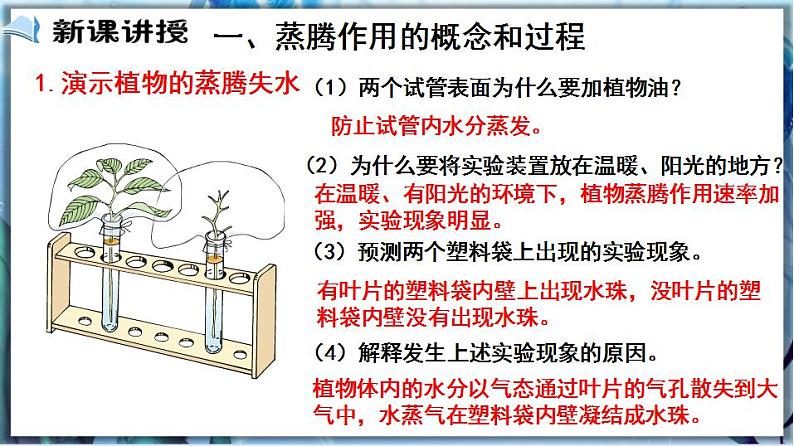 北师大版七上生物3.5.4《蒸腾作用》课件+同步练习03