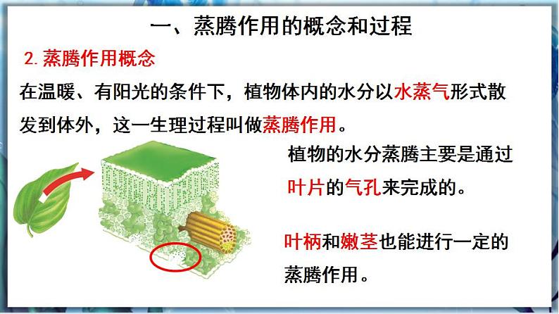 北师大版七上生物3.5.4《蒸腾作用》课件+同步练习04