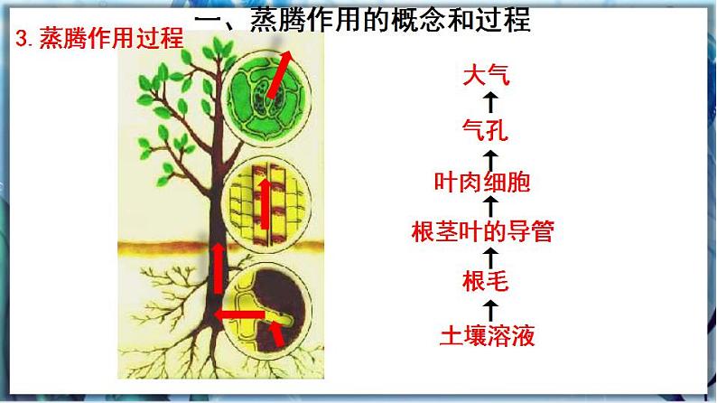 北师大版七上生物3.5.4《蒸腾作用》课件+同步练习05