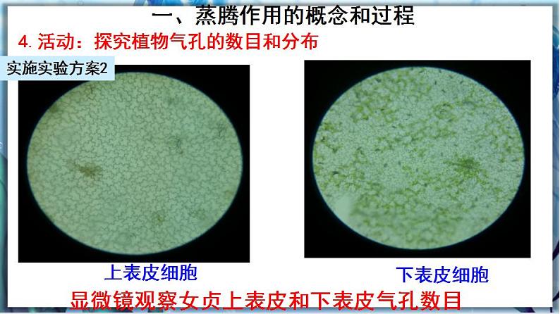北师大版七上生物3.5.4《蒸腾作用》课件+同步练习08