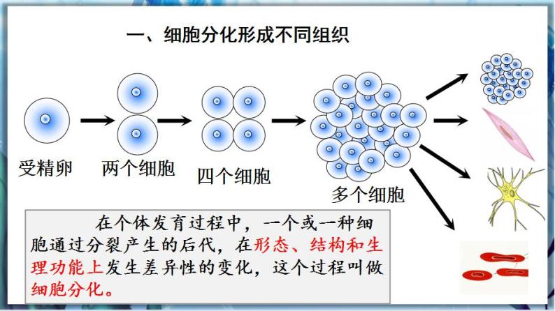 北师大版七上生物2.4.1《细胞分化形成组织》课件+同步练习04