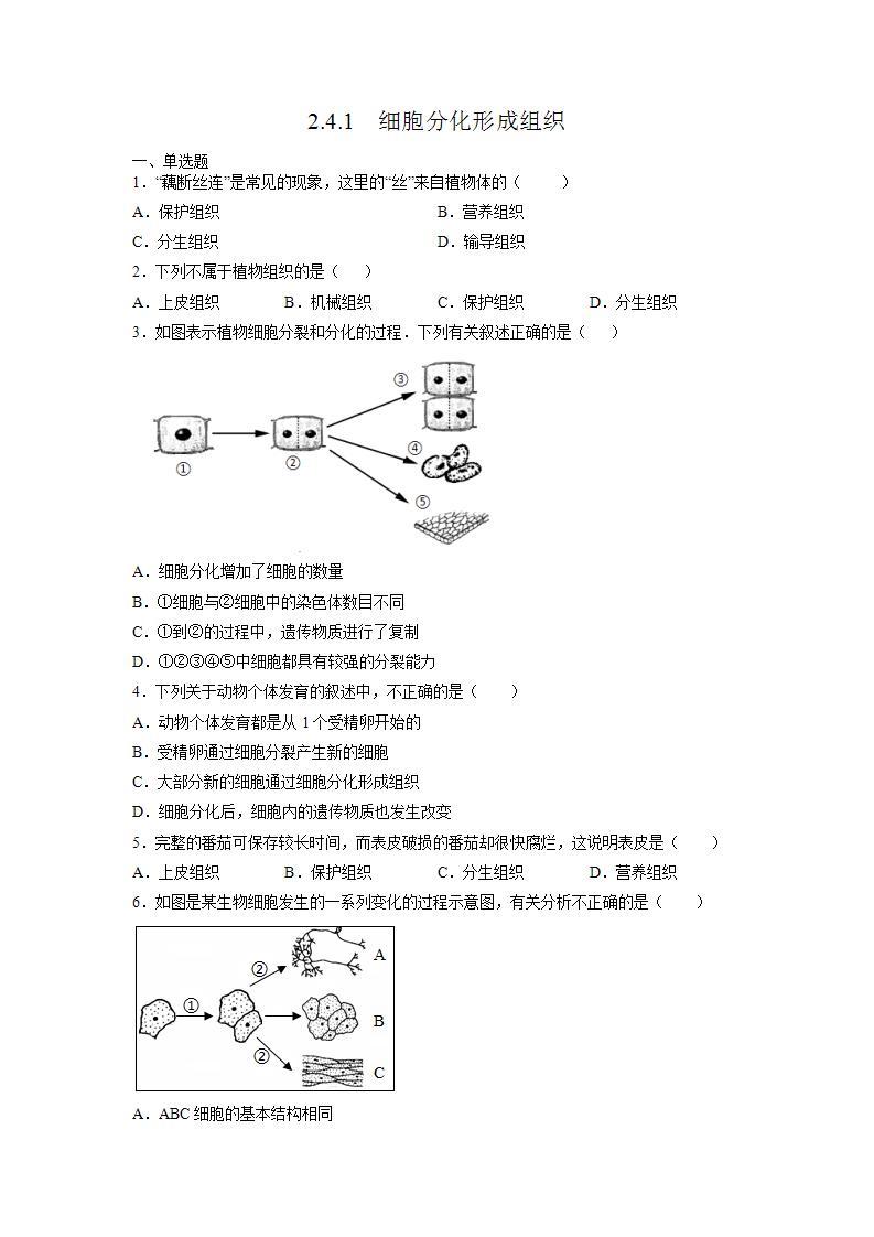 北师大版七上生物2.4.1《细胞分化形成组织》课件+同步练习01