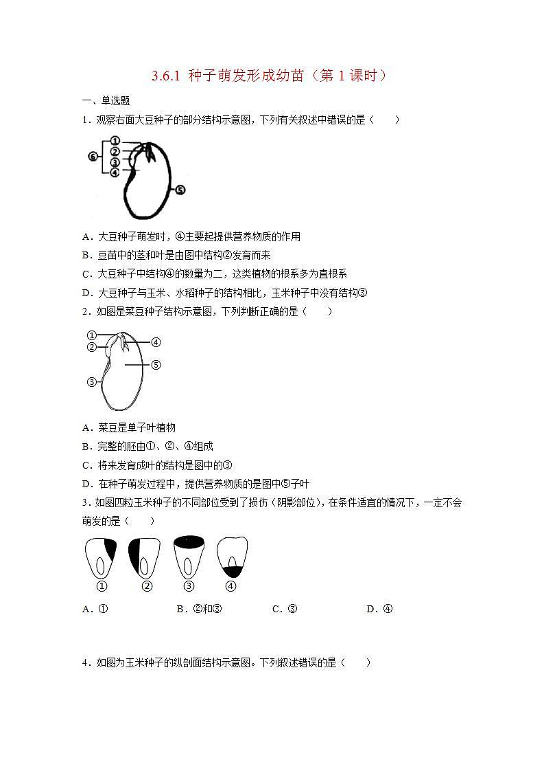 北师大版七上生物3.6.1《种子萌发形成幼苗》第1课时 课件+同步练习01