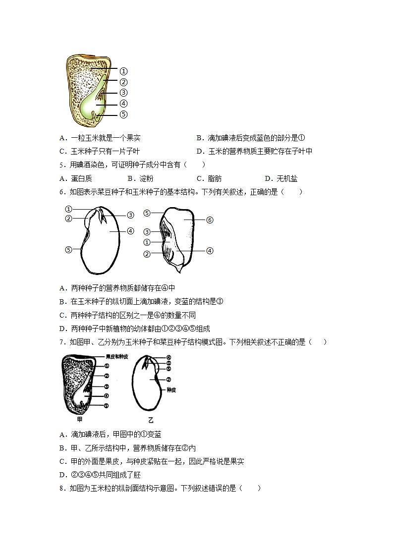 北师大版七上生物3.6.1《种子萌发形成幼苗》第1课时 课件+同步练习02