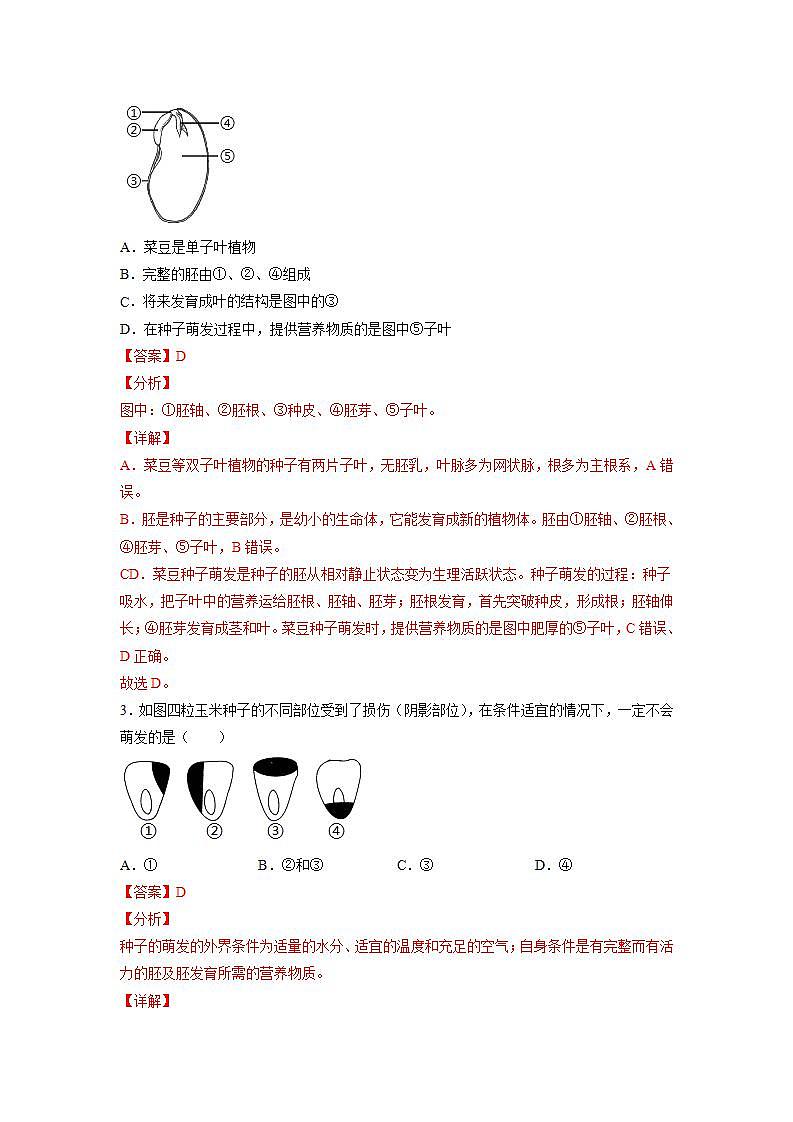 北师大版七上生物3.6.1《种子萌发形成幼苗》第1课时 课件+同步练习02