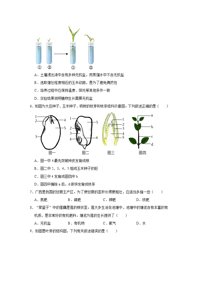 人教新版生物七年级上册《植株的生长》课件+教案+练习02